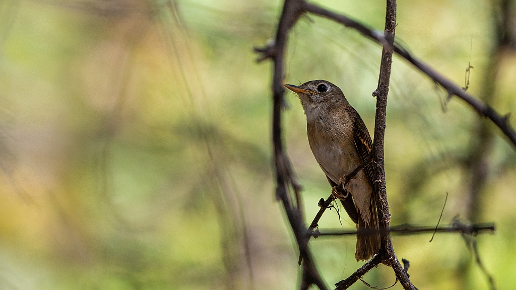 Brown-breasted Flycatcher
